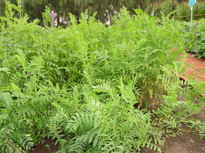 绿肥作物类型按种植季节分为