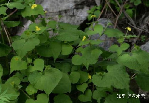 踏花归来马蹄香画面，踏花归来马蹄香画一幅画并说明理由