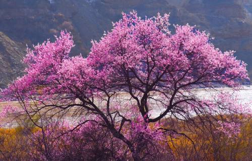 桃花汛是什么汛