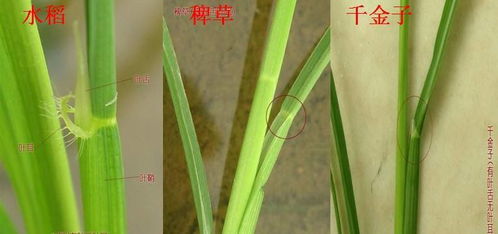 低头的是稻穗,昂头的是稗子怎么读，稗草图片