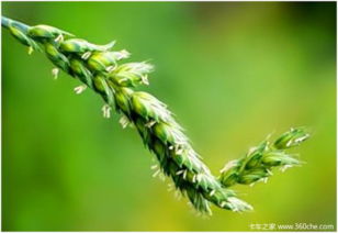 麦花是什么花?
