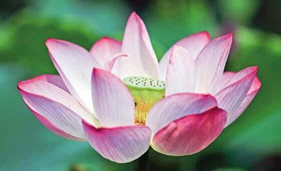 地连花好养吗