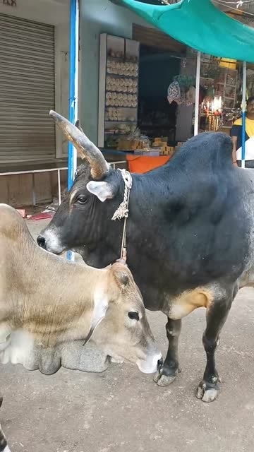 牛角挂书的意思，孺子牛的意思
