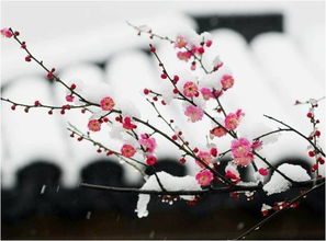 梅花这首诗表达了诗人怎样的感情，梅花这首诗是谁写的