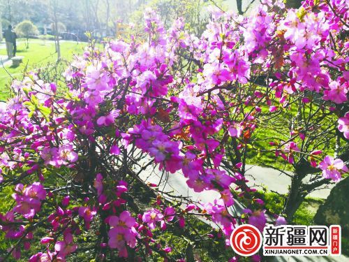 竞相绽放是成语吗，竞相绽放十分艳丽用合适的词语替换