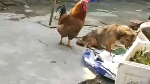 鸡飞狗窜是正确哪一个数字?，鸡飞狗窜是什么意思