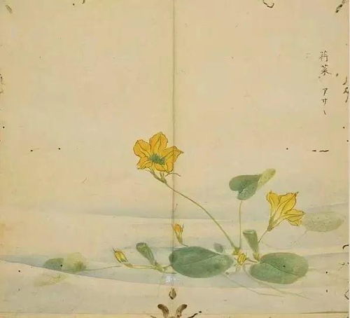 荇菜怎么读 荇菜是什么意思