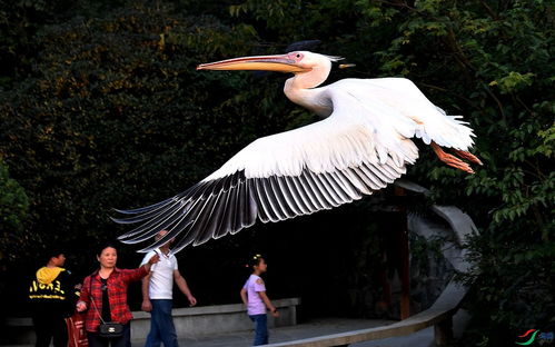 鲲鹏展翅什么意思
