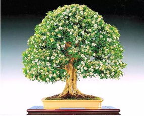 九里香几年开花?