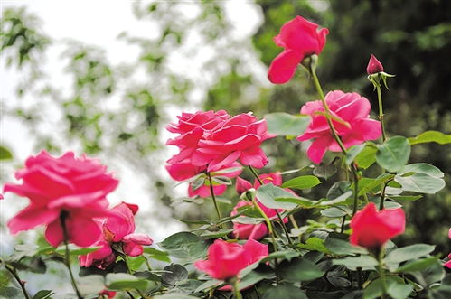 夏至时节,荷花飘香,婀娜多姿、争奇斗艳、竞相绽放