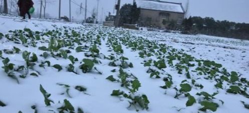 瑞雪兆丰年的意思是什么