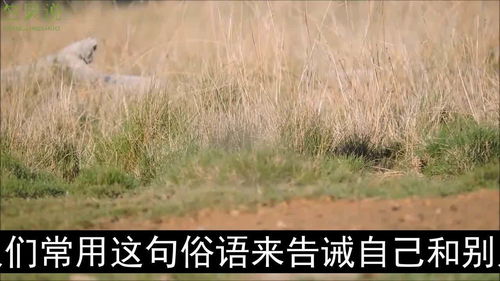 《就吃窝边草》，感情中吃窝边草是什么意思
