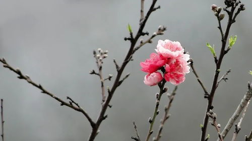 古诗《春风》袁枚带拼音
