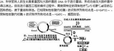 DNA连接酶有什么作用?