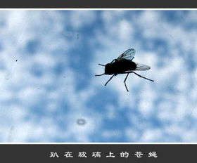 苍蝇飞进牛眼里歇后语怎么写，苍蝇飞进牛眼里找累吃打一生肖