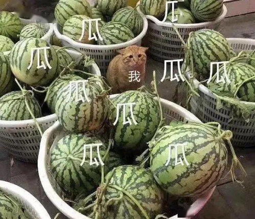 燮怎么读，焓怎么读