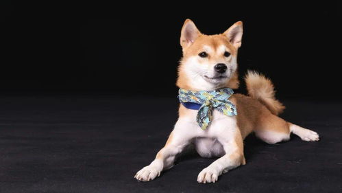 柴门闻犬吠的下一句是什么?