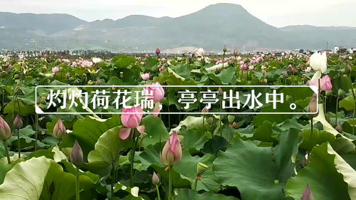 三秋桂子十里荷花是哪个地方，三秋桂子十里荷花柳永