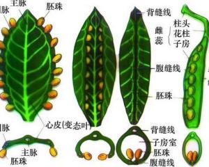 心皮和雌蕊的关系，心皮名词解释植物学