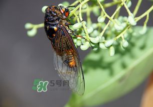 知了的拼音怎么拼写