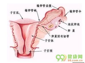 卵巢是什么部位，卵巢是什么的场所