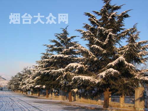 大雪压青松,青松挺且直,要知松高洁,待到雪化时