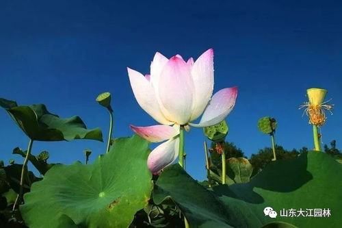 “十里荷花三秋桂子”出自哪首诗词