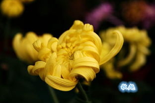 人淡如菊的意思是什么，人淡如菊 心素如简