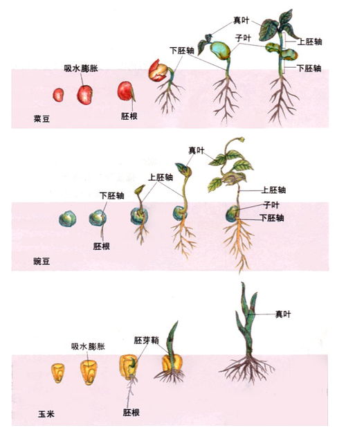 萌发的意思是什么