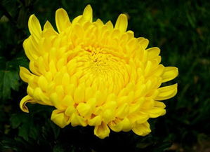 菊花代表什么意思?