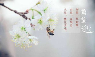 惊蛰的读音是