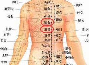 攒竹是读cuan还是zan?