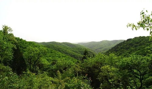 劳山民简介，劳山啤酒价格