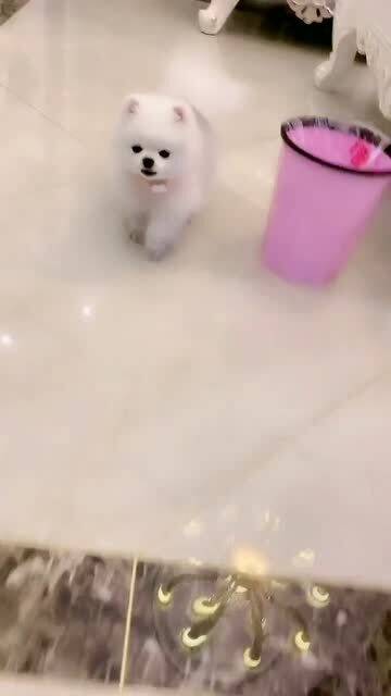 梦见很多的白脚的预兆