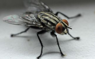 苍蝇飞歇后语