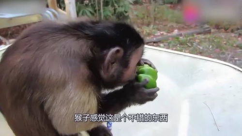 什么吃辣椒抓耳挠腮猴子，什么吃辣椒抓耳挠腮填十二生肖