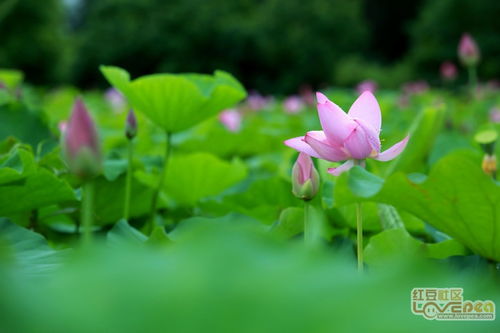 出淤泥而不染是什么花