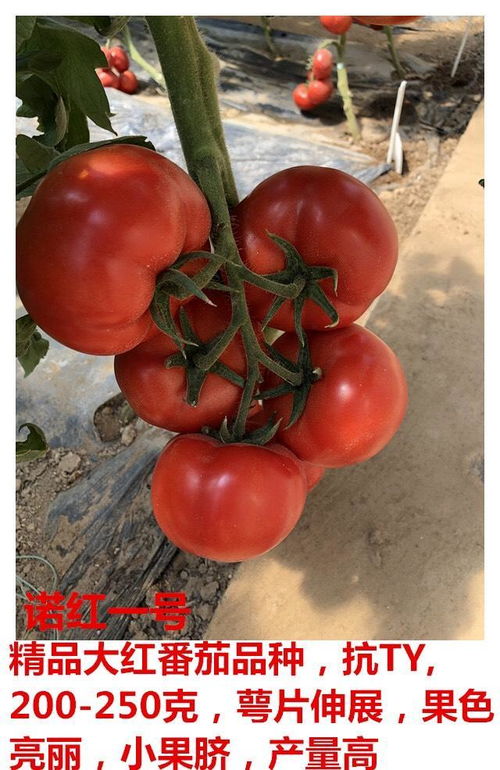 红1方面军是怎么诞生的?