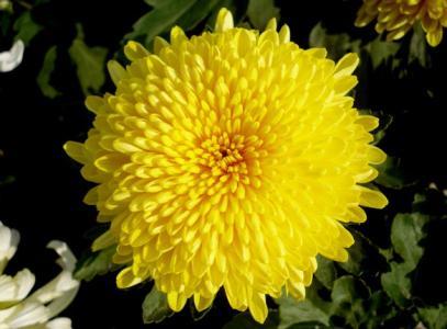 矢车菊花是什么意思，yg杨菊花是什么意思