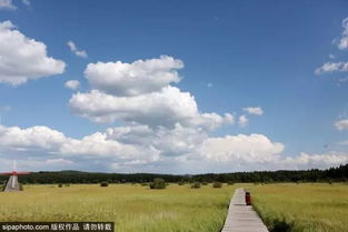 芳草如茵的拼音，芳草如茵的意思解释
