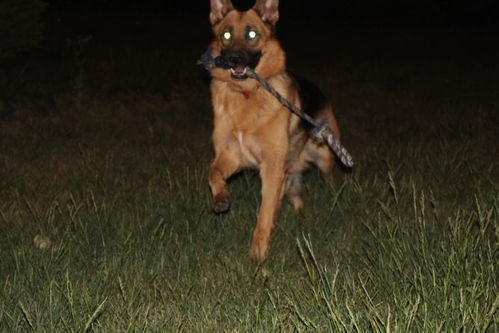 出门唯闻犬吠声，开门闻犬吠柴门闻犬吠