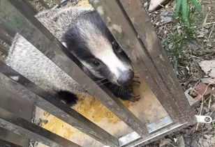 獾怎么读音是什么