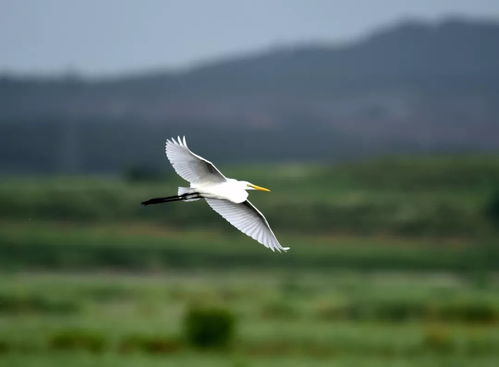 谁知道李清照“误入藕花深处…争渡,争渡,惊起一江鸥鹤”的整首词?顺