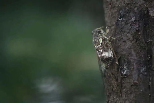 五月鸣蜩是什么意思