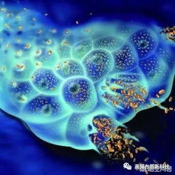 细菌是什么繁殖，细菌是什么微生物