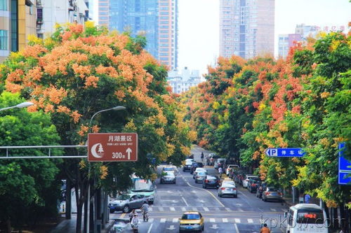 明路 狐狸，明路川为什么不开了