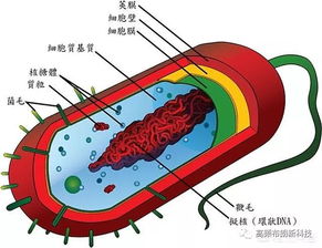 细菌算是什么生物?有啥特点?
