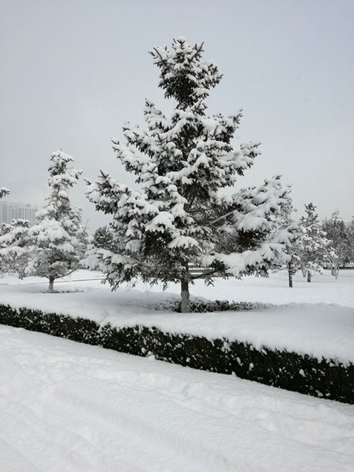 大雪压青松,青松挺且直，大雪压青松全诗意思