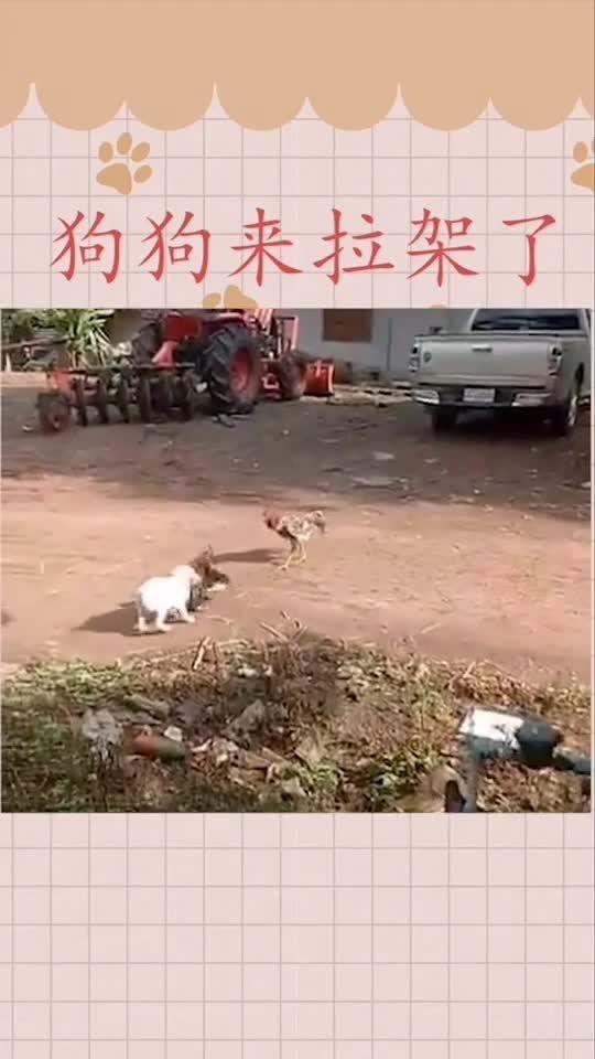 拉偏架行为真恶心，拉偏架的人算不算帮凶