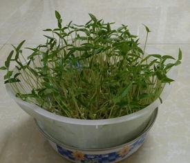 豆芽儿演员，豆芽姐姐手工坊